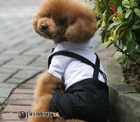 (veľkosť XL1: 45/35 cm) Oblek Enrico pre psov